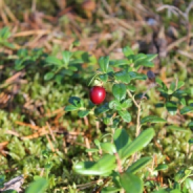 A lingonberry