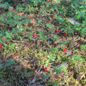 Some lingonberries