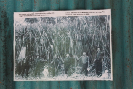 The workers and the sugar cane